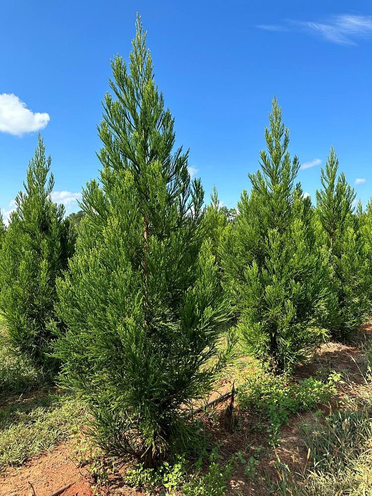 cryptomeria-japonica-radicans-japanese-cedar