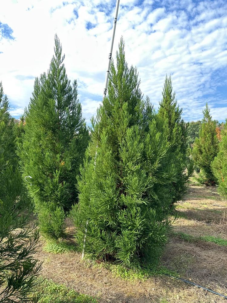 cryptomeria-japonica-radicans-japanese-cedar