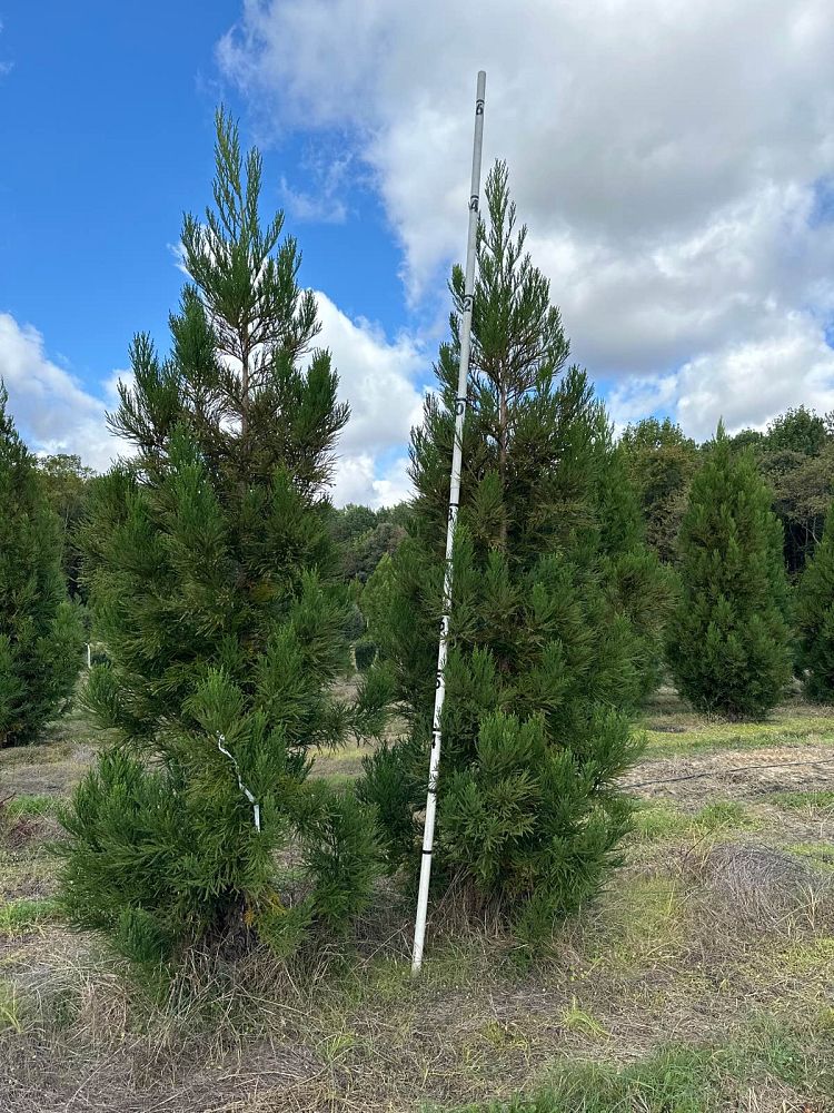 cryptomeria-japonica-radicans-japanese-cedar