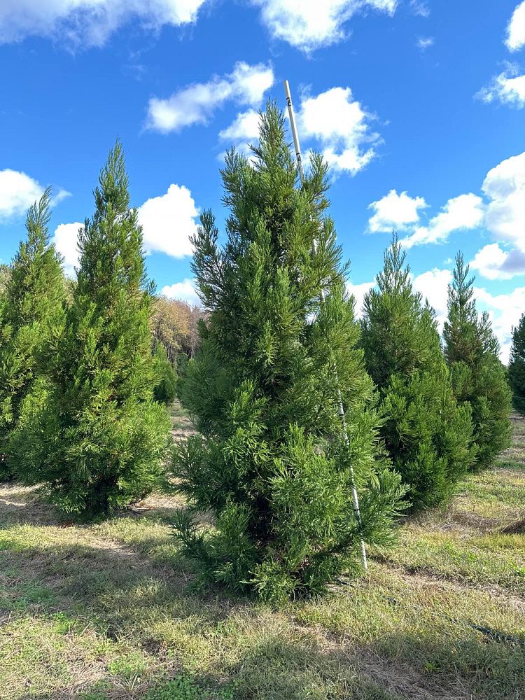 cryptomeria-japonica-radicans-japanese-cedar