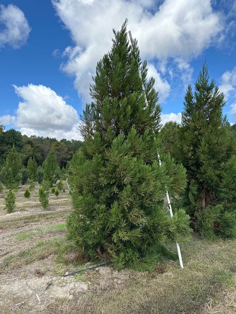 cryptomeria-japonica-radicans-japanese-cedar