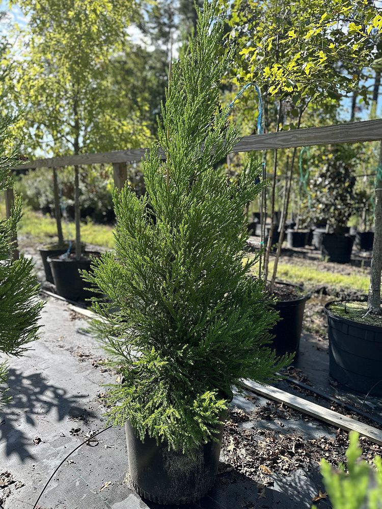 cryptomeria-japonica-radicans-japanese-cedar