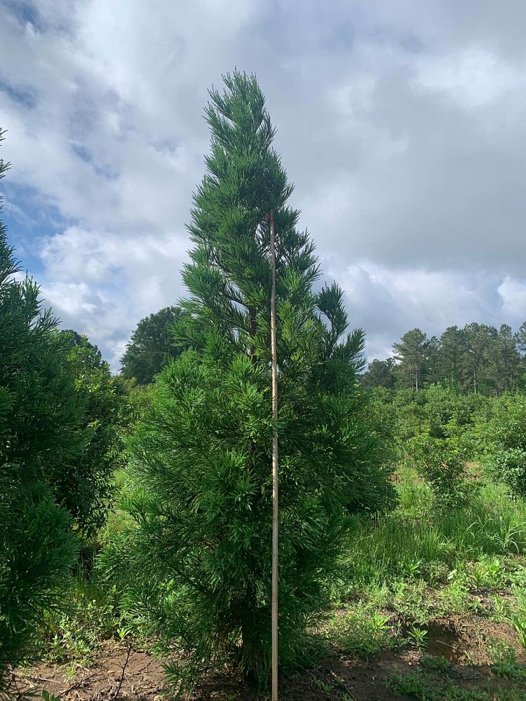 cryptomeria-japonica-radicans-japanese-cedar