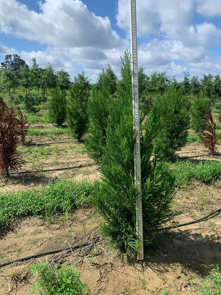 cryptomeria-japonica-radicans-japanese-cedar