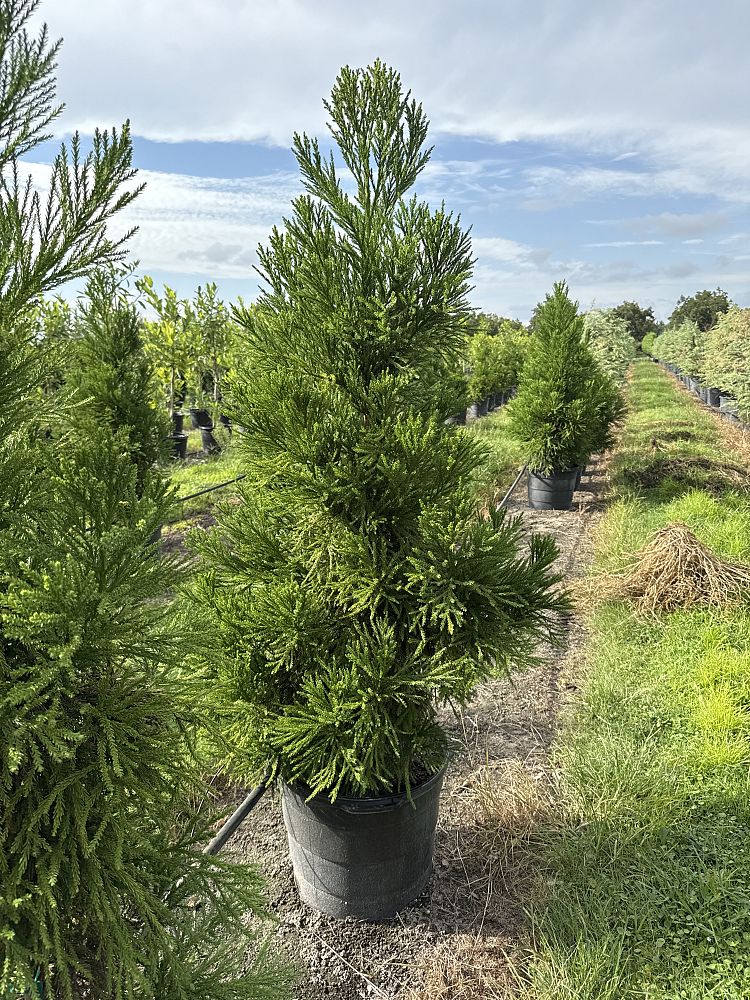 cryptomeria-japonica-radicans-japanese-cedar
