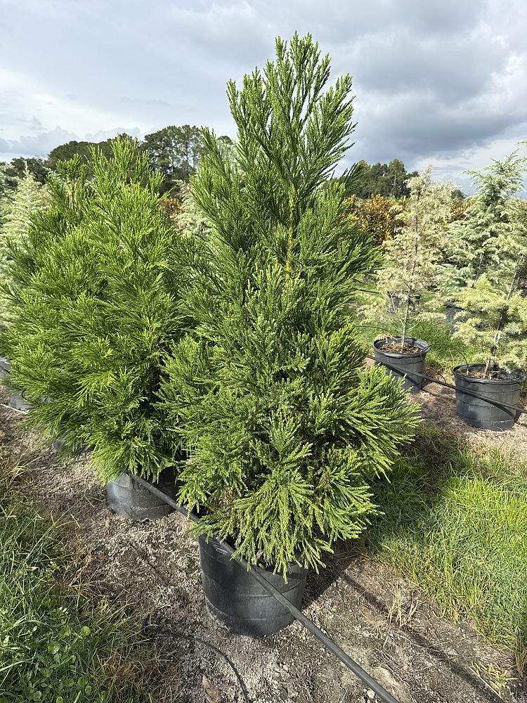 cryptomeria-japonica-radicans-japanese-cedar