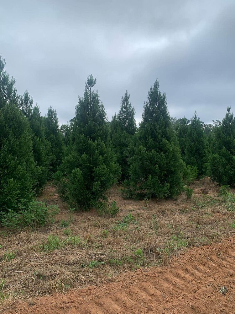 cryptomeria-japonica-radicans-japanese-cedar