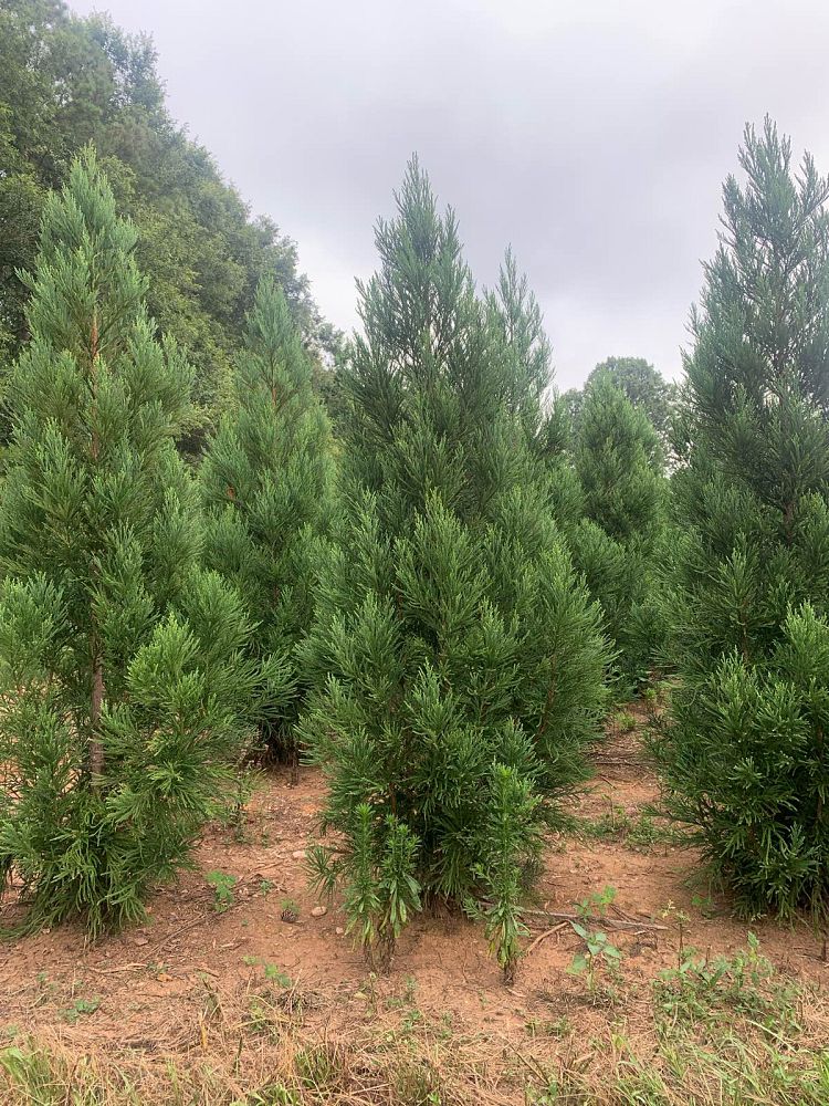 cryptomeria-japonica-radicans-japanese-cedar