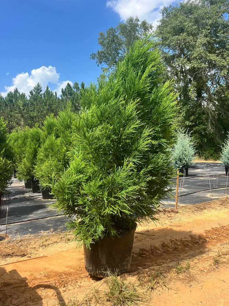 cryptomeria-japonica-radicans-japanese-cedar