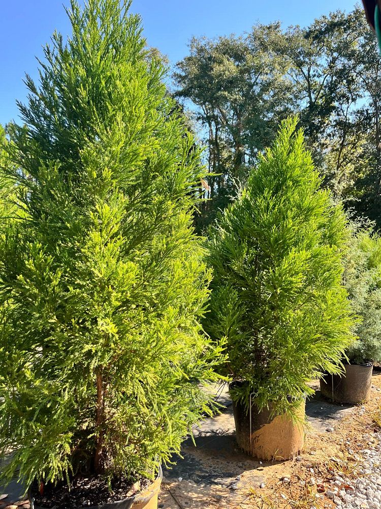 cryptomeria-japonica-radicans-japanese-cedar