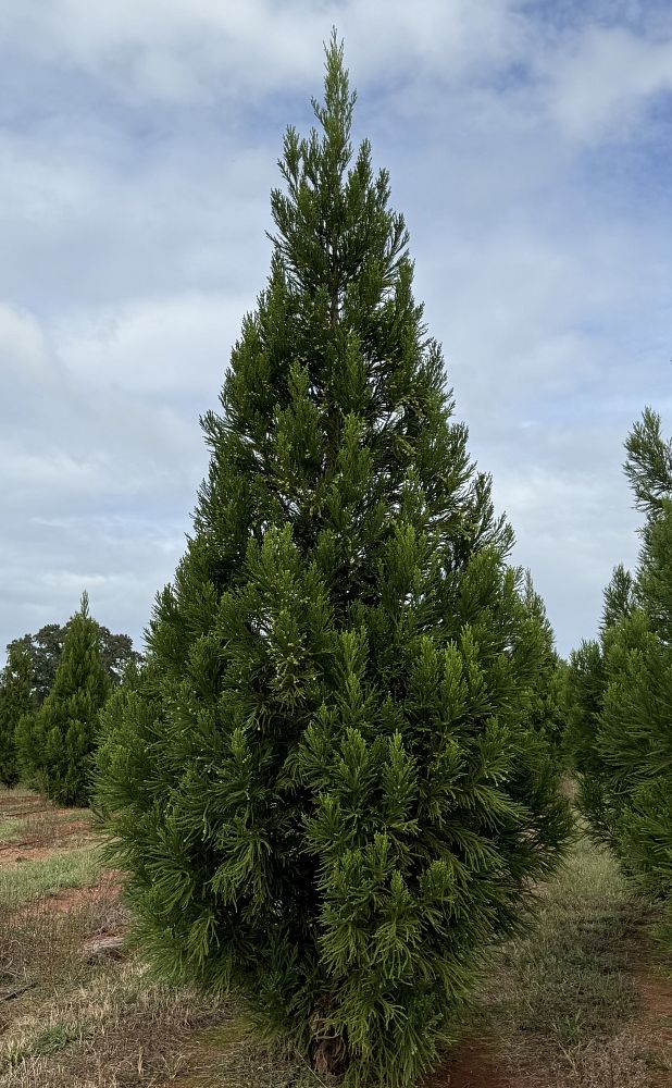 cryptomeria-japonica-radicans-japanese-cedar