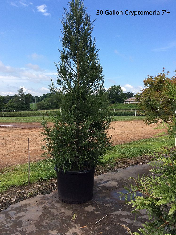 cryptomeria-japonica-yoshino-japanese-cedar