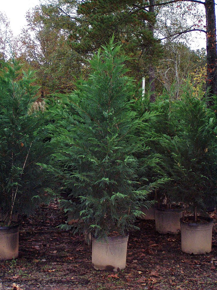 cryptomeria-japonica-yoshino-japanese-cedar