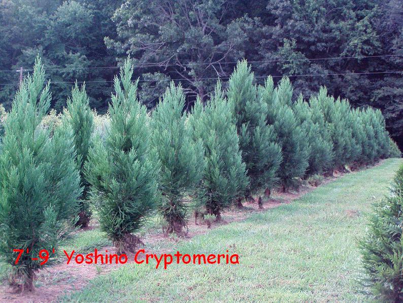 cryptomeria-japonica-yoshino-japanese-cedar