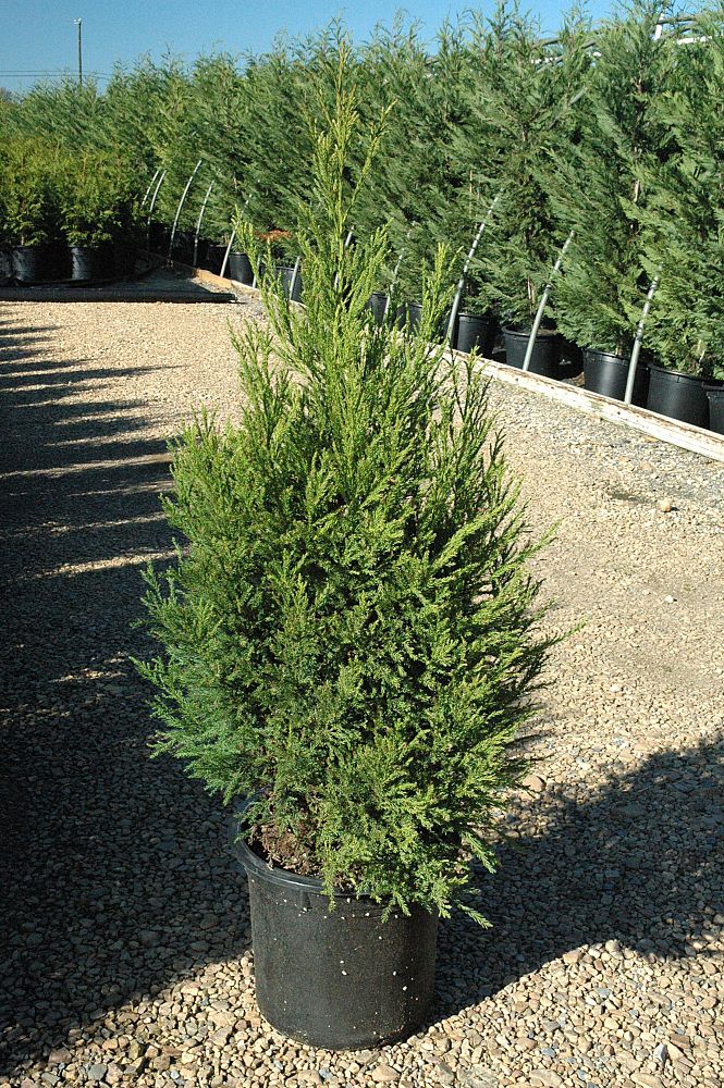 cryptomeria-japonica-yoshino-japanese-cedar
