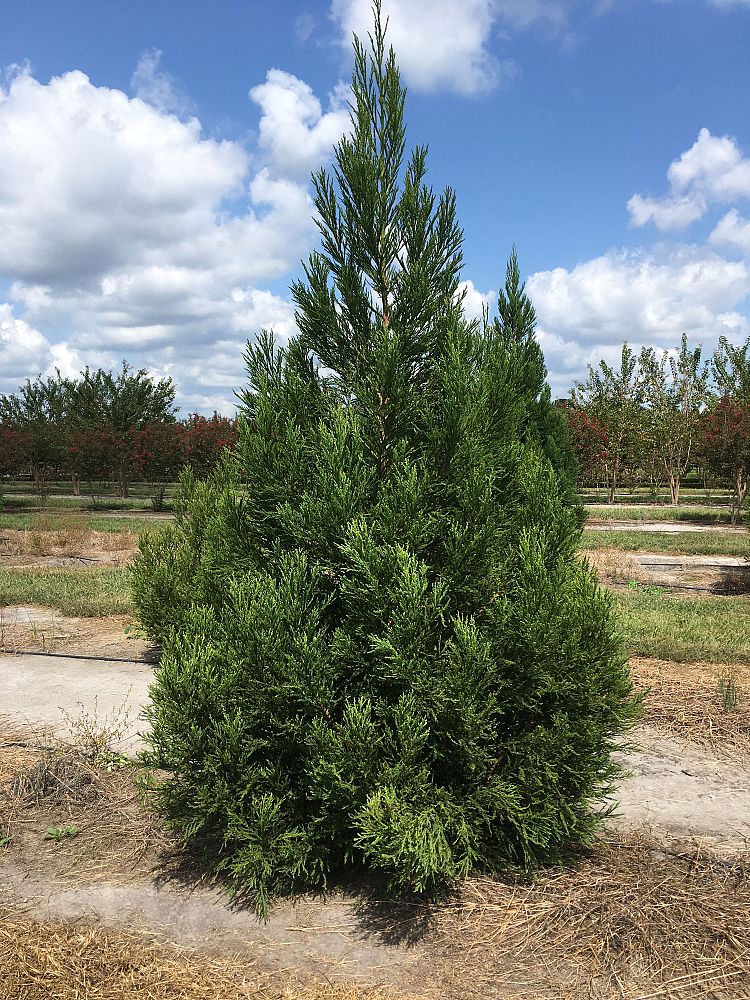 cryptomeria-japonica-yoshino-japanese-cedar