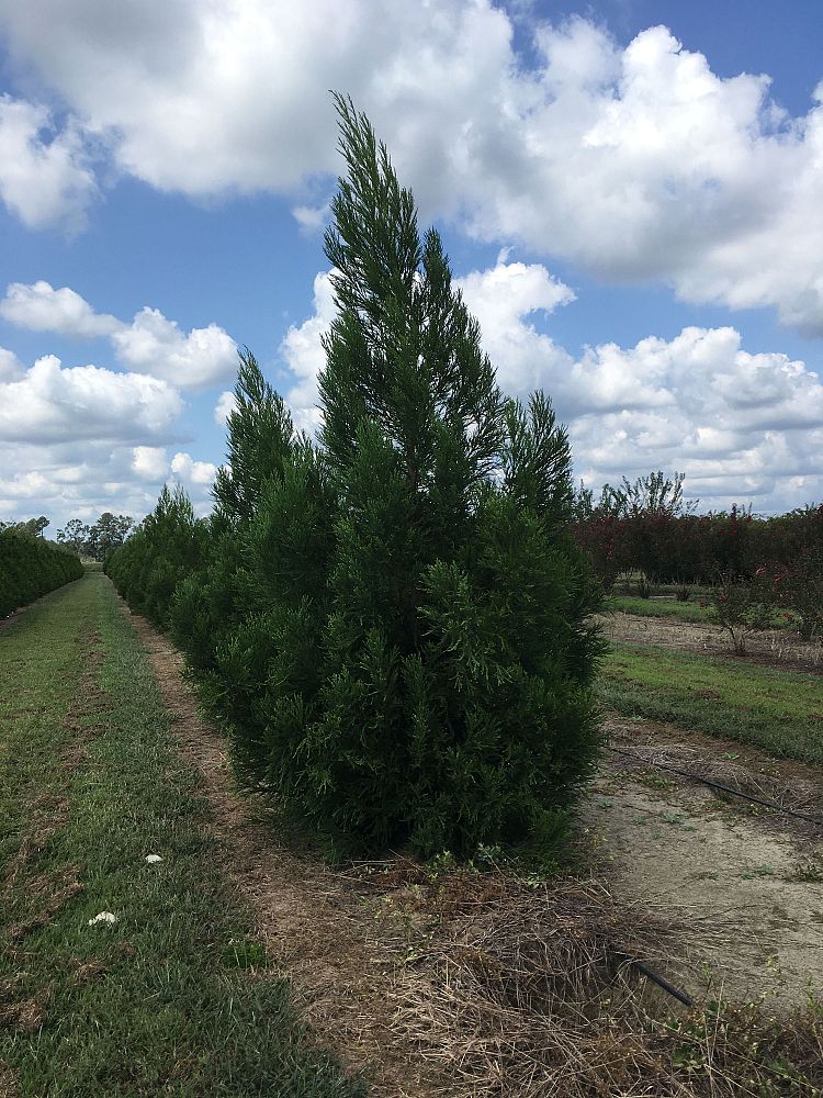 cryptomeria-japonica-yoshino-japanese-cedar