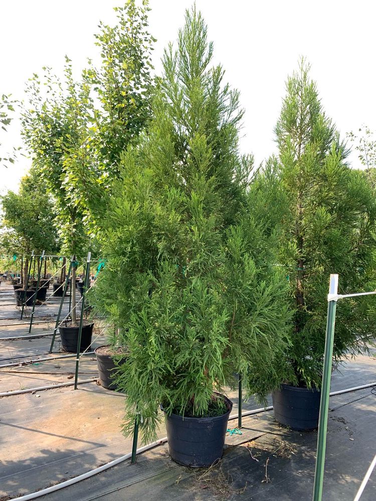 cryptomeria-japonica-yoshino-japanese-cedar