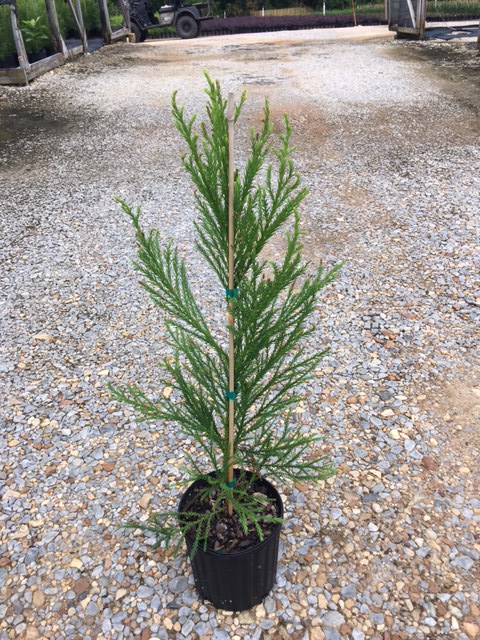 cryptomeria-japonica-yoshino-japanese-cedar