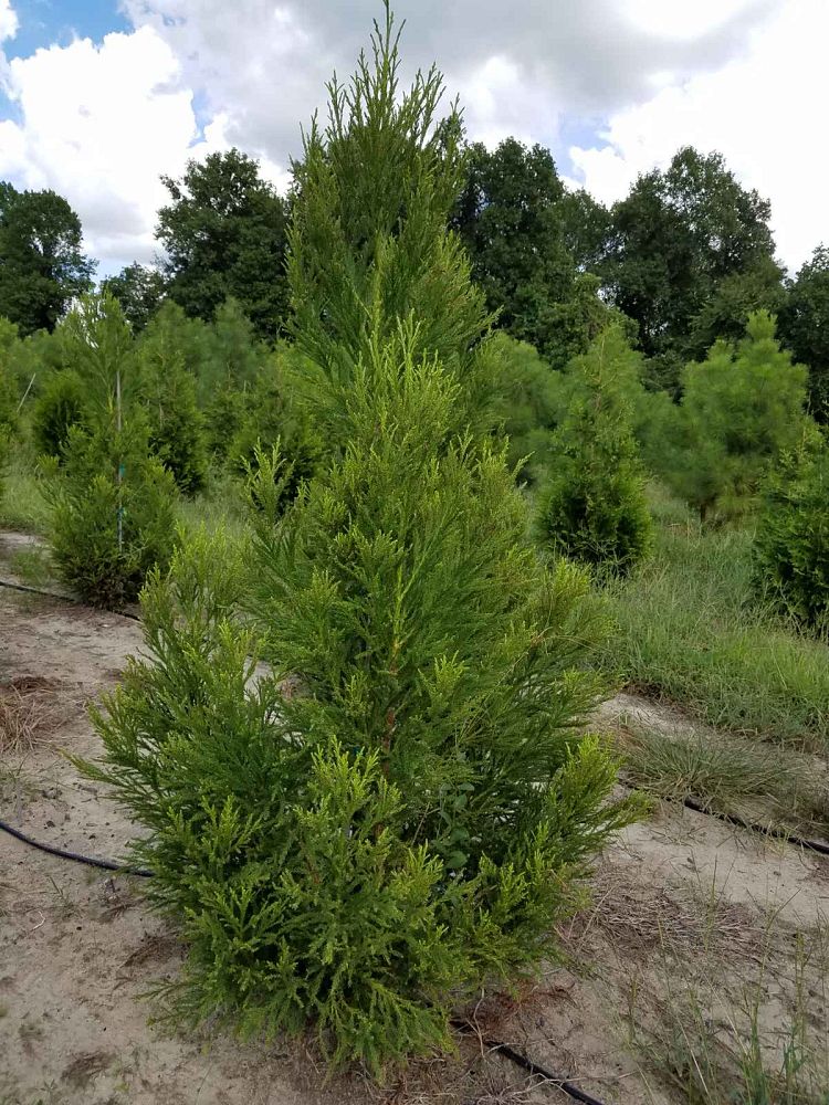 cryptomeria-japonica-yoshino-japanese-cedar