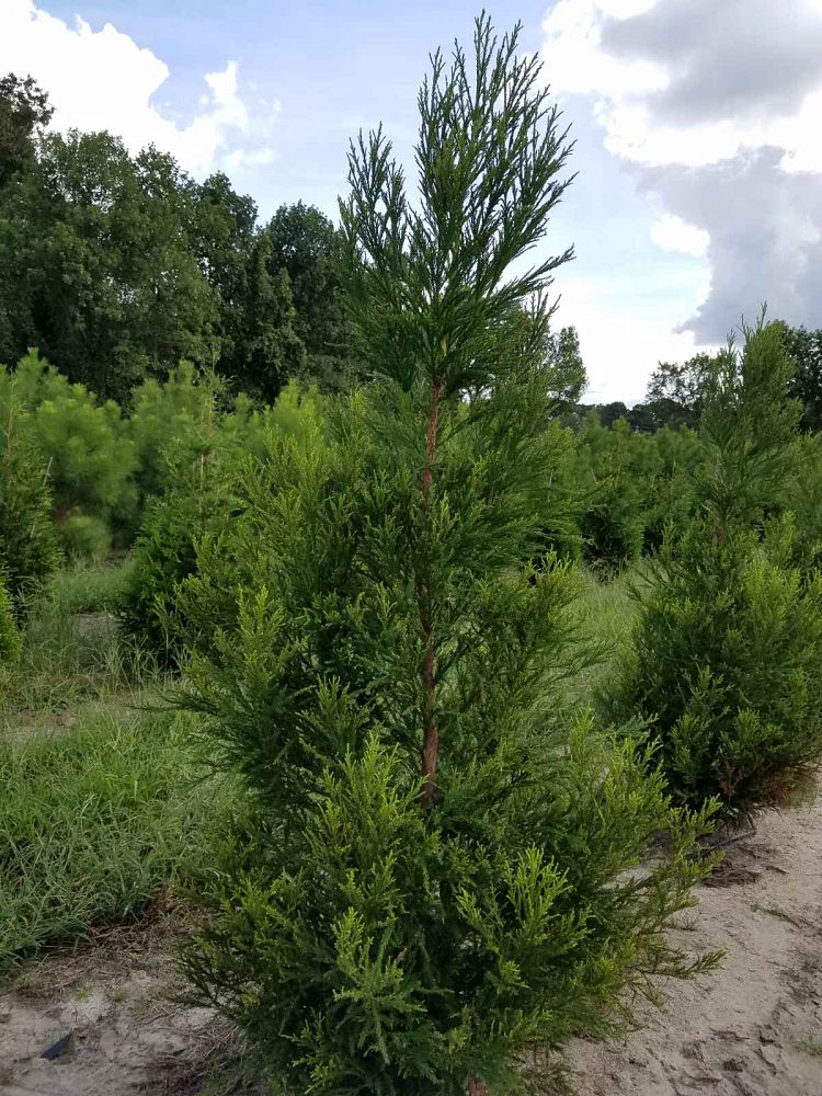 cryptomeria-japonica-yoshino-japanese-cedar