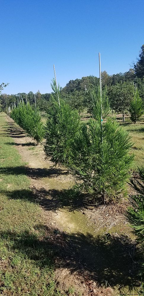 cryptomeria-japonica-yoshino-japanese-cedar