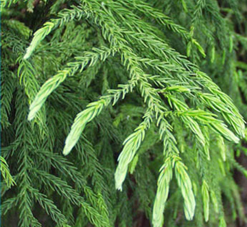 cryptomeria-japonica-yoshino-japanese-cedar