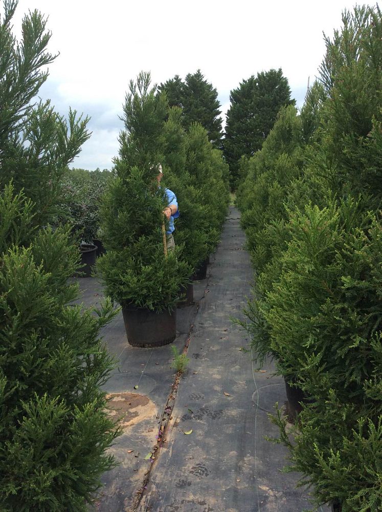 cryptomeria-japonica-yoshino-japanese-cedar