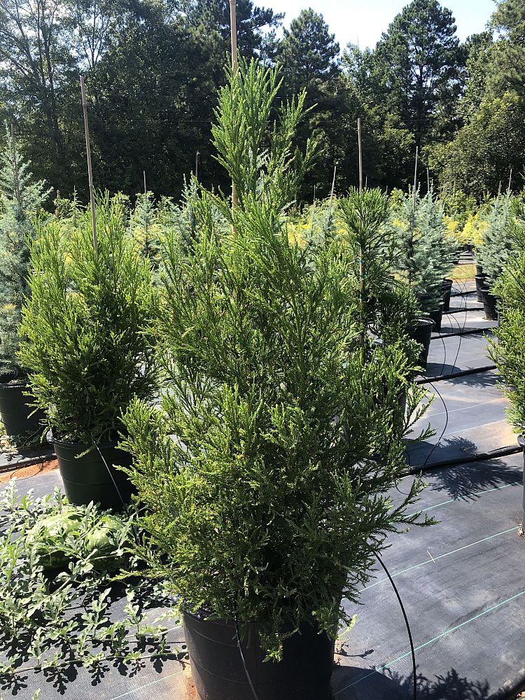 cryptomeria-japonica-yoshino-japanese-cedar