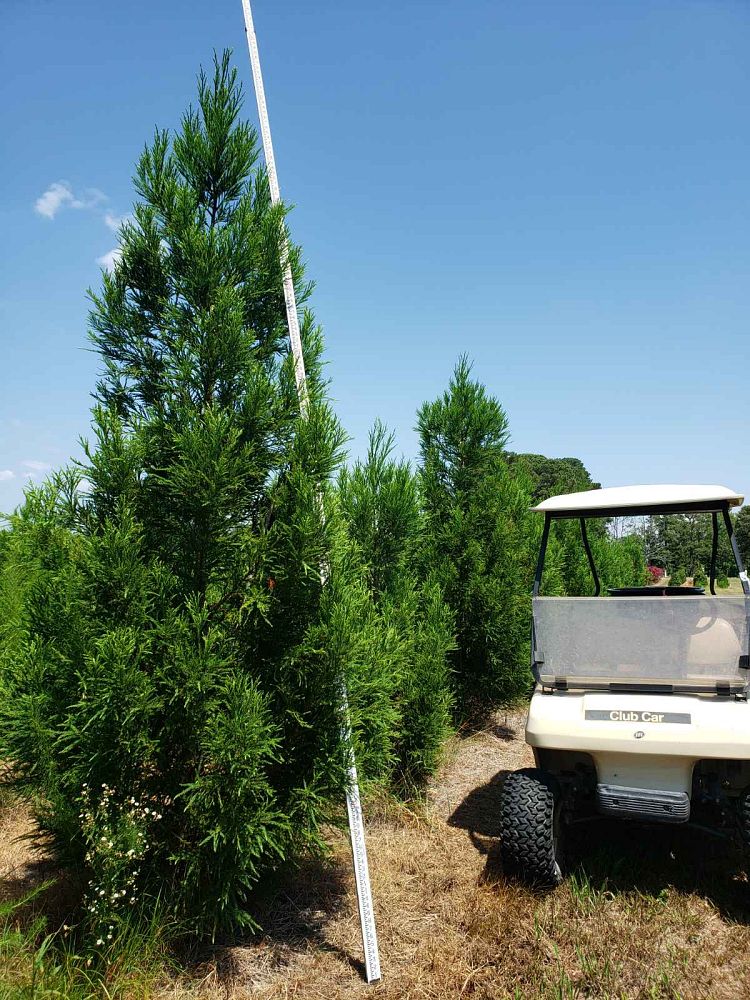 cryptomeria-japonica-yoshino-japanese-cedar