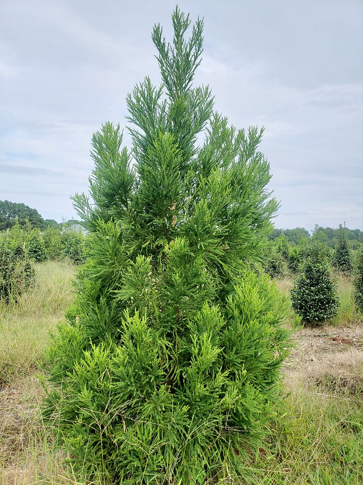 cryptomeria-japonica-yoshino-japanese-cedar