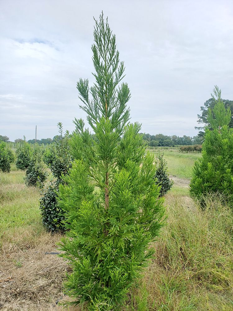 cryptomeria-japonica-yoshino-japanese-cedar