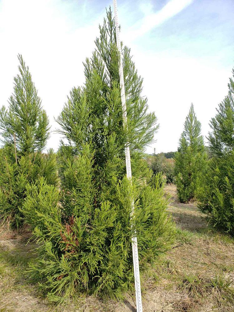 cryptomeria-japonica-yoshino-japanese-cedar