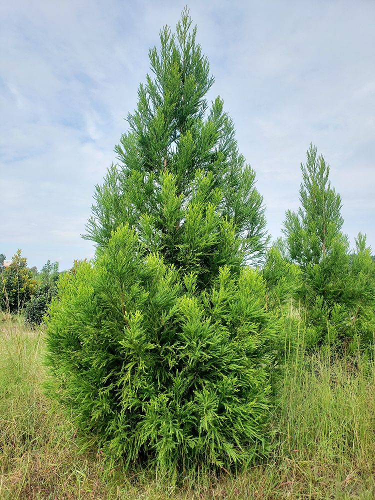 cryptomeria-japonica-yoshino-japanese-cedar