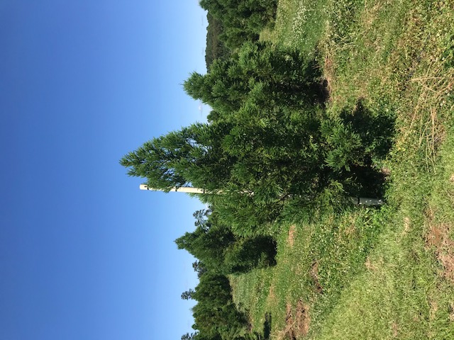 cryptomeria-japonica-yoshino-japanese-cedar
