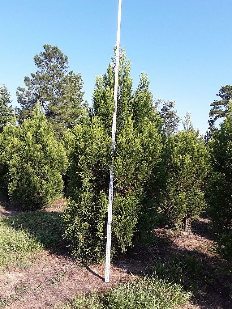 cryptomeria-japonica-yoshino-japanese-cedar