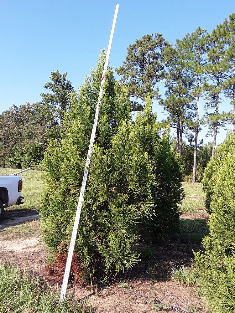 cryptomeria-japonica-yoshino-japanese-cedar