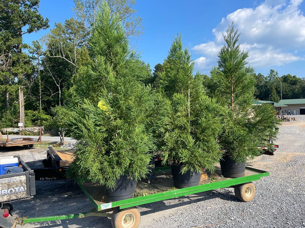 cryptomeria-japonica-yoshino-japanese-cedar