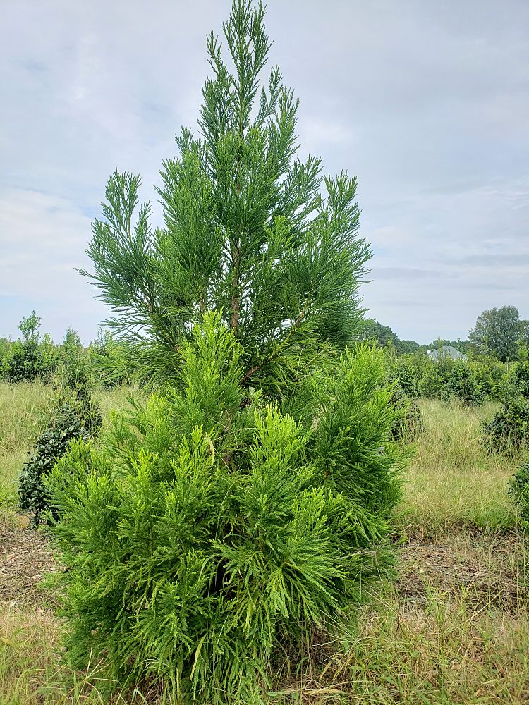 cryptomeria-japonica-yoshino-japanese-cedar