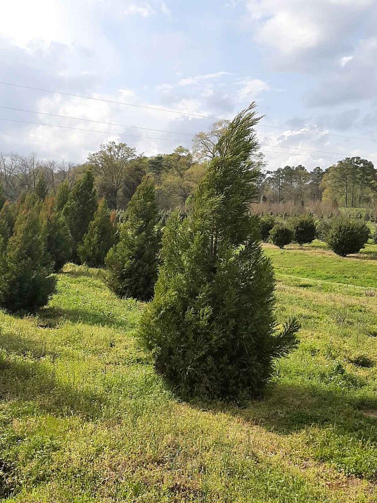 cryptomeria-japonica-yoshino-japanese-cedar
