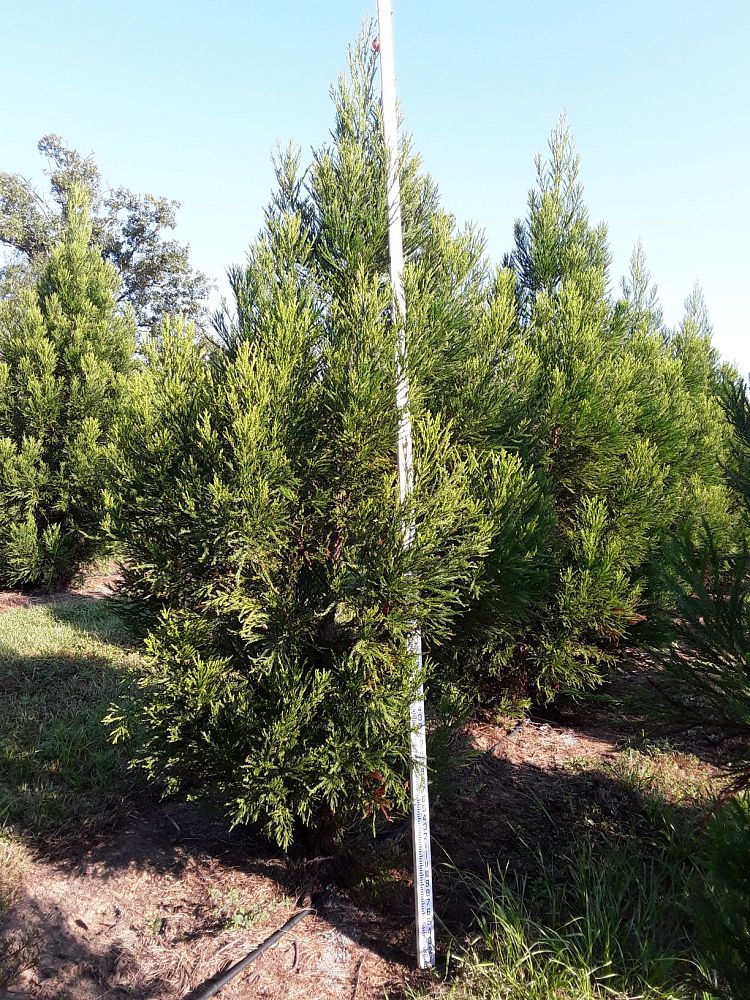 cryptomeria-japonica-yoshino-japanese-cedar