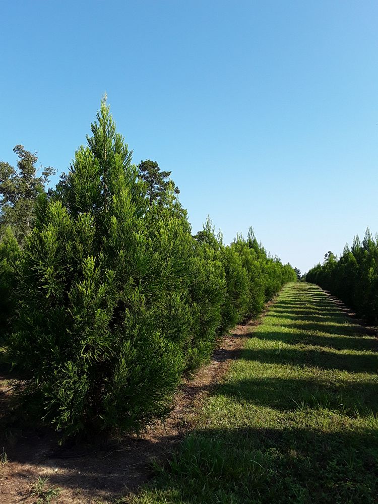 cryptomeria-japonica-yoshino-japanese-cedar