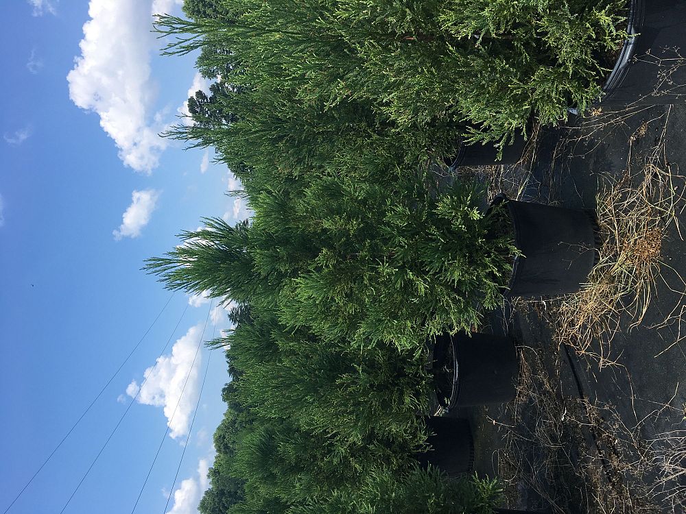 cryptomeria-japonica-yoshino-japanese-cedar