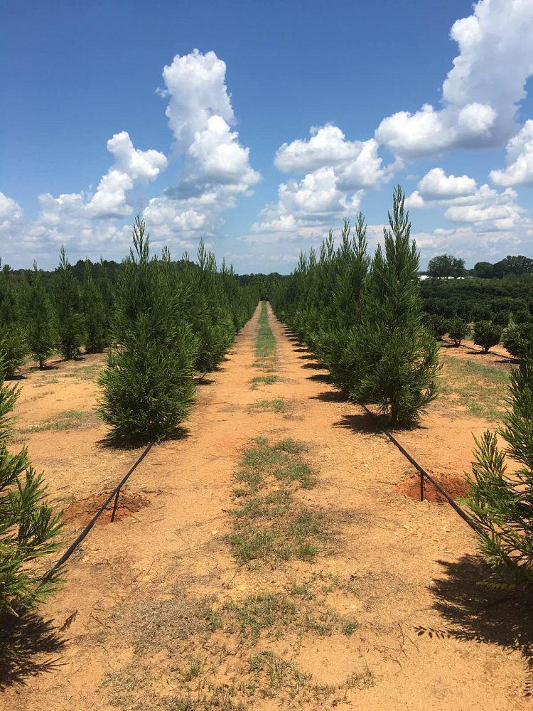 cryptomeria-japonica-yoshino-japanese-cedar