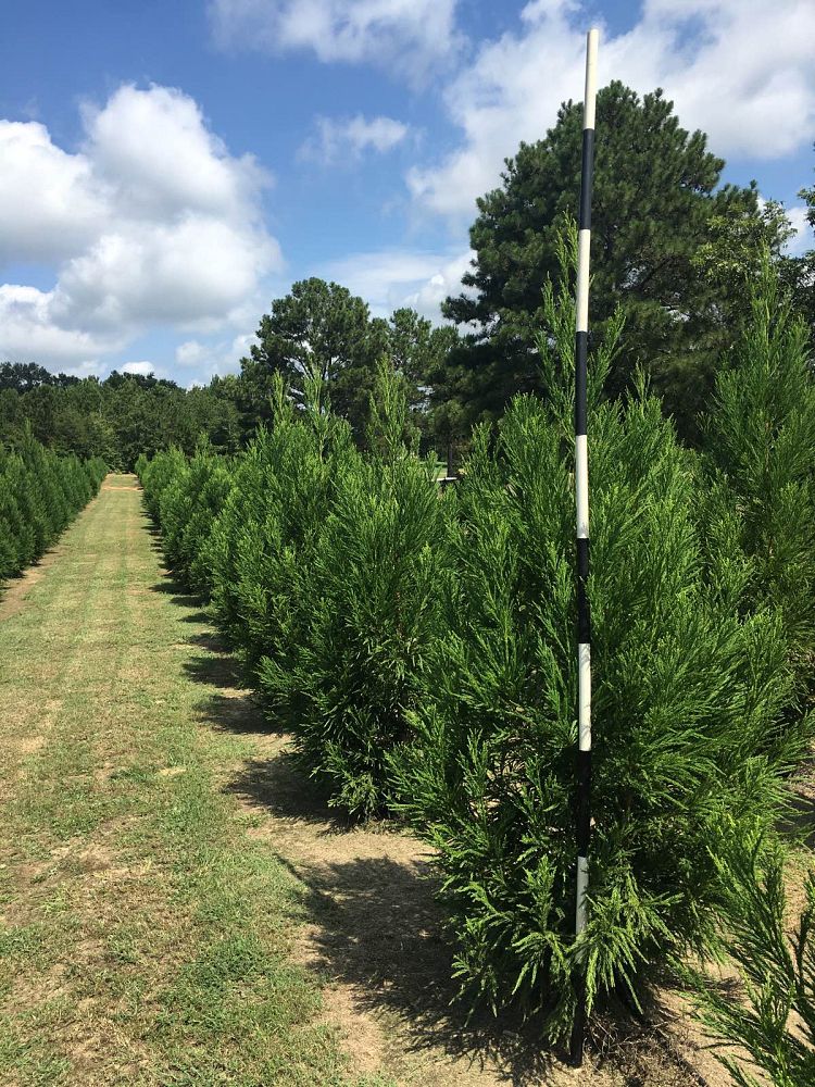 cryptomeria-japonica-yoshino-japanese-cedar