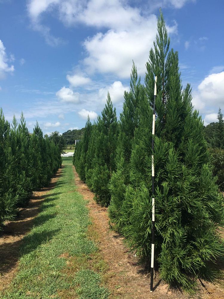 cryptomeria-japonica-yoshino-japanese-cedar