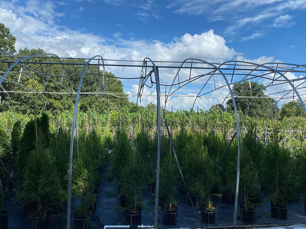 cryptomeria-japonica-yoshino-japanese-cedar