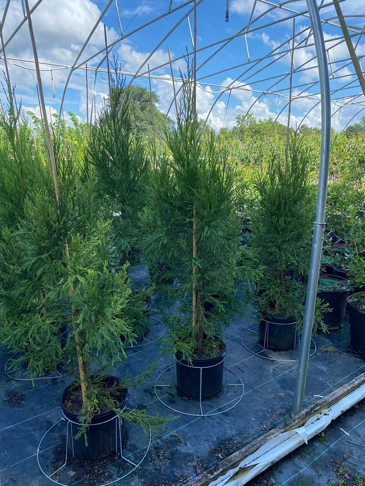 cryptomeria-japonica-yoshino-japanese-cedar