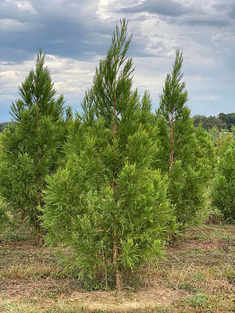 cryptomeria-japonica-yoshino-japanese-cedar