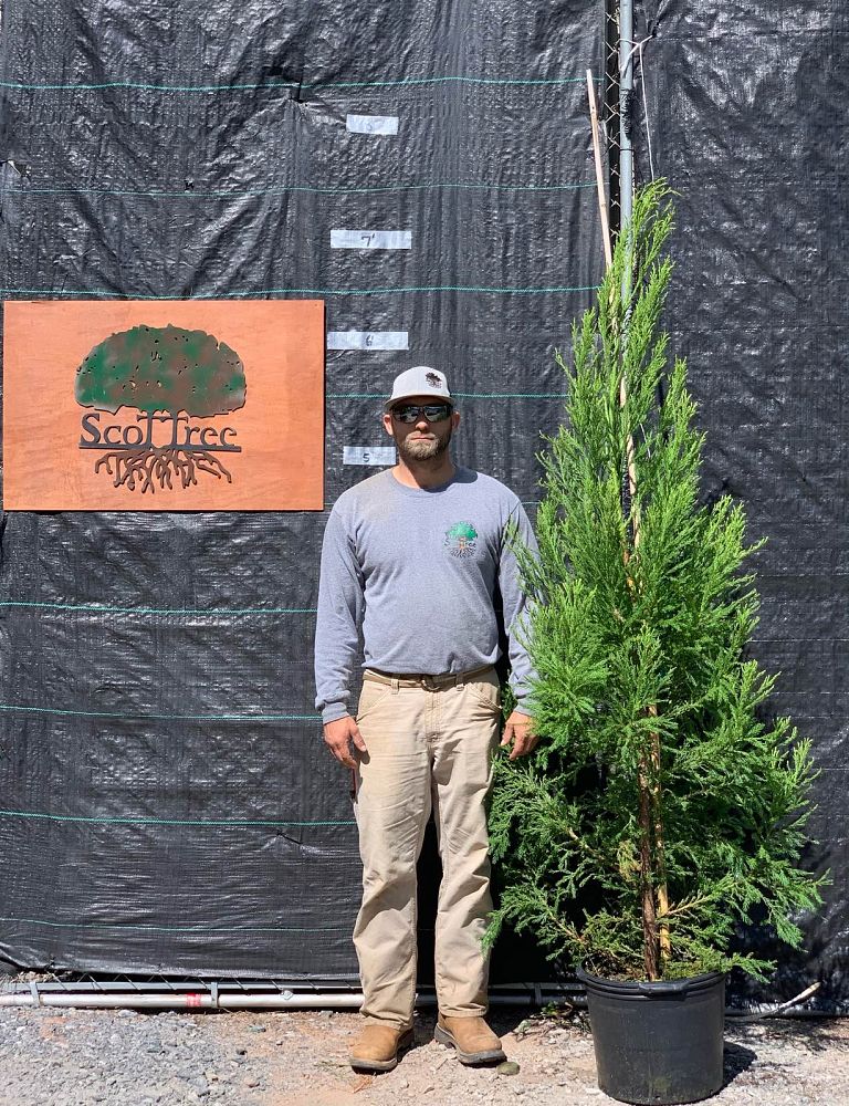 cryptomeria-japonica-yoshino-japanese-cedar